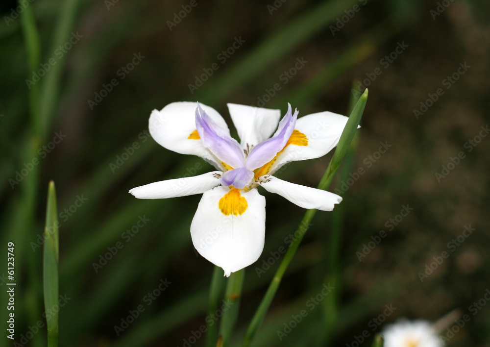 Obraz premium Orchids