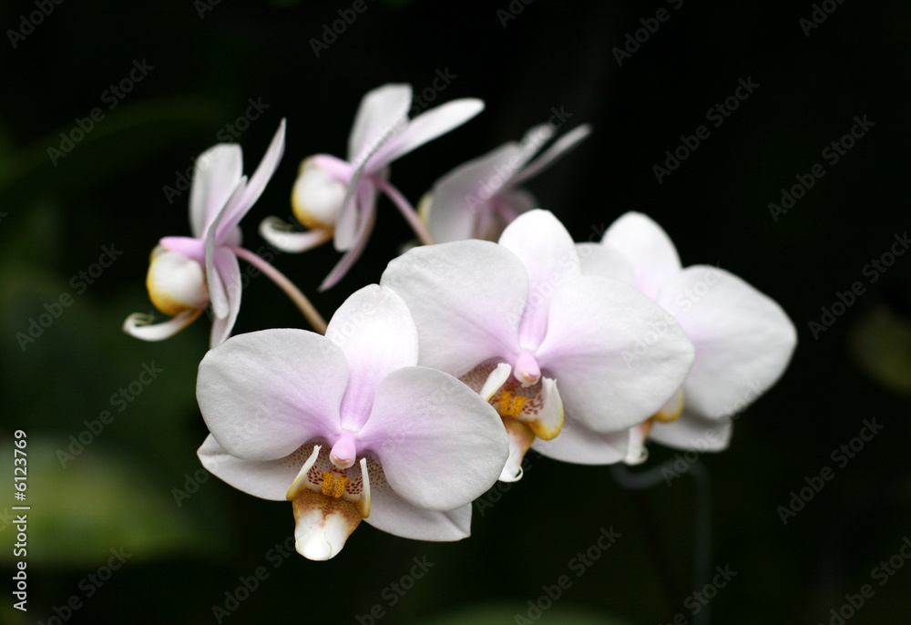 Orchids