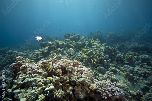 Fototapeta Naklejka Na Ścianę i Meble -  yellowfin goatfish (mulloidichthys vanicolensis)