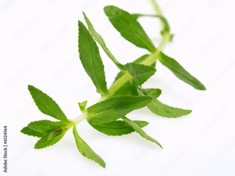 Obraz premium bambussprösslinge