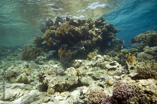 Fototapeta Naklejka Na Ścianę i Meble -  coral at Tiran