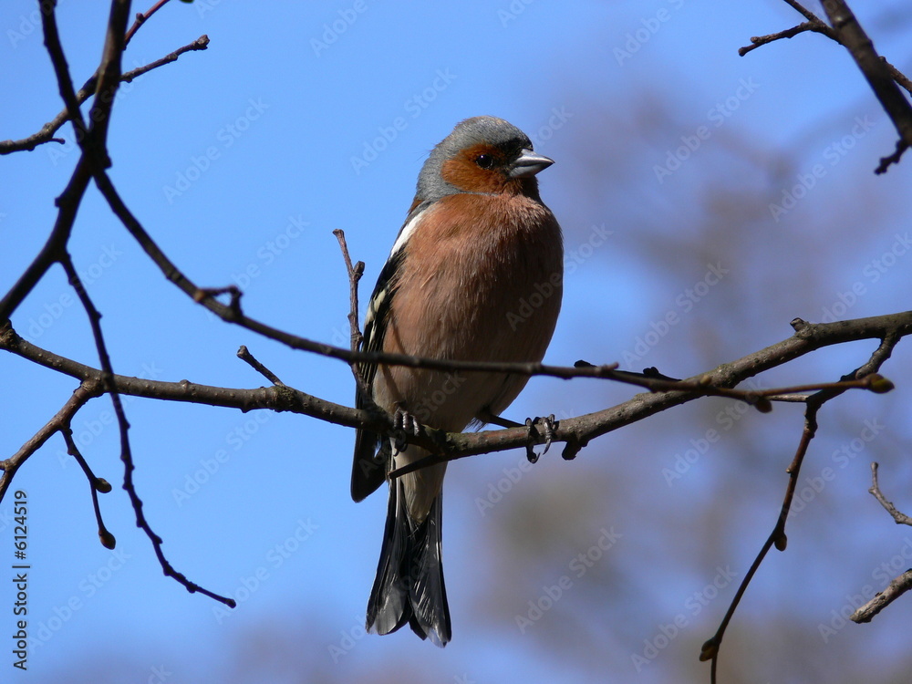 Bird Bird