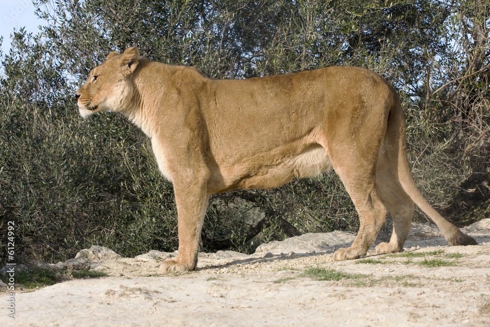 Obraz premium lionne