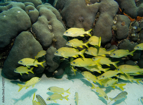 A school of Grunts in the Caribbean Sea photo