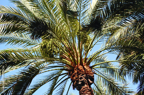 Palm tree on a sunny day © perlphoto