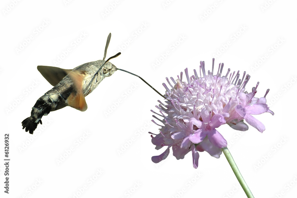 Naklejka premium détourage papillon moro sphinx butinant une fleur