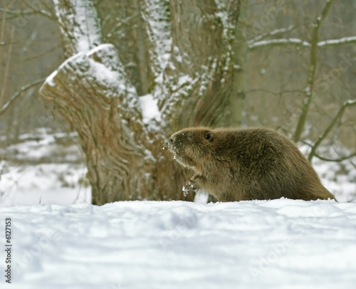 European beaver ( Castor fiber )