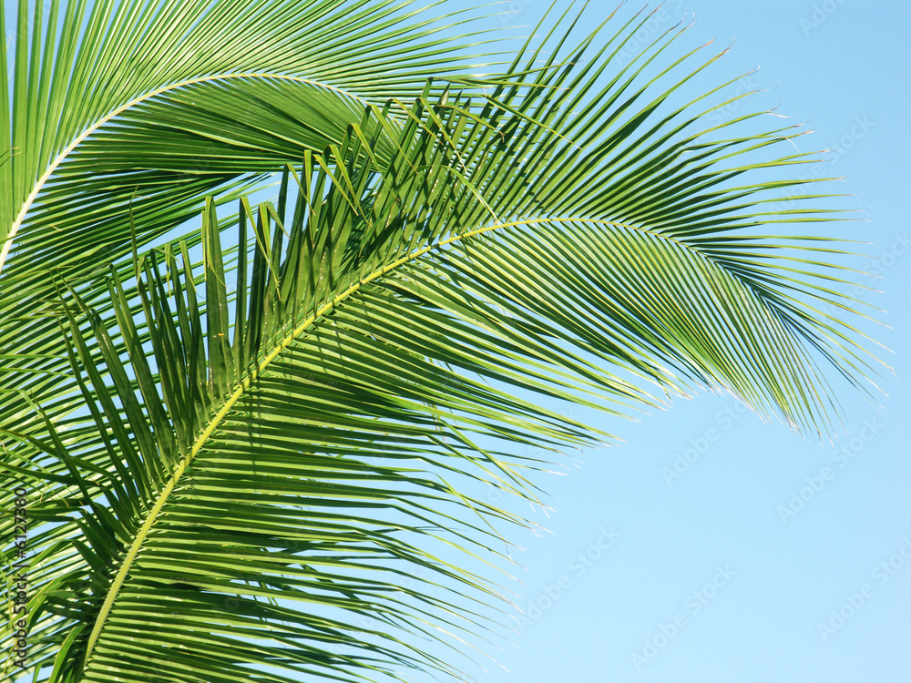 Fototapeta premium longues palmes