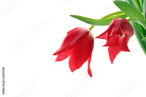 bunch of red tulips isolated on white background