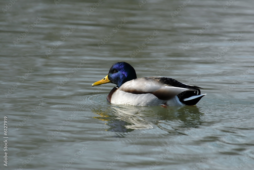 Wild duck swimming in water Wild duck swimming in water