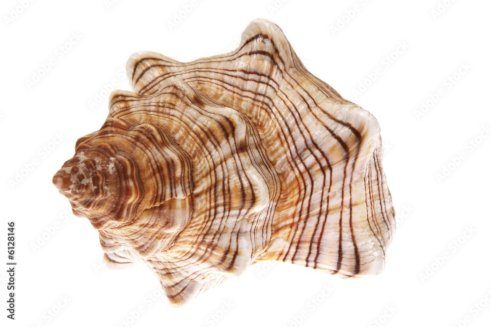 exotic sea shell isolated on white #4