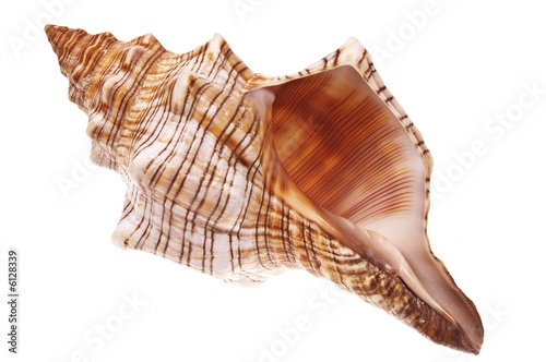 exotic sea shell isolated on white #1