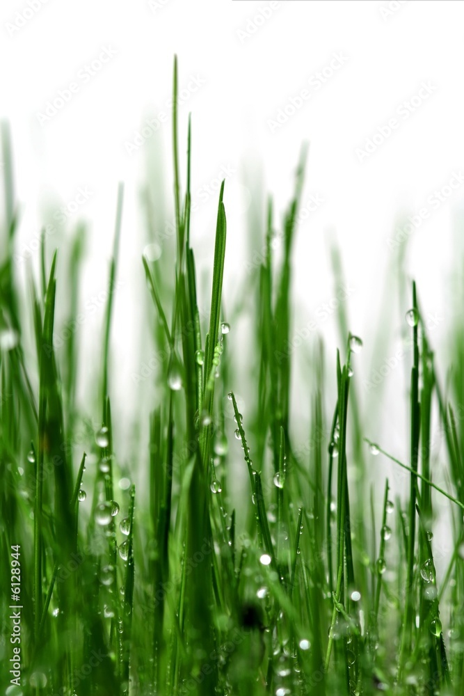 Close-up of grass covered in fresh water droplets.