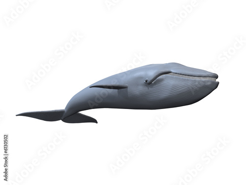 whale