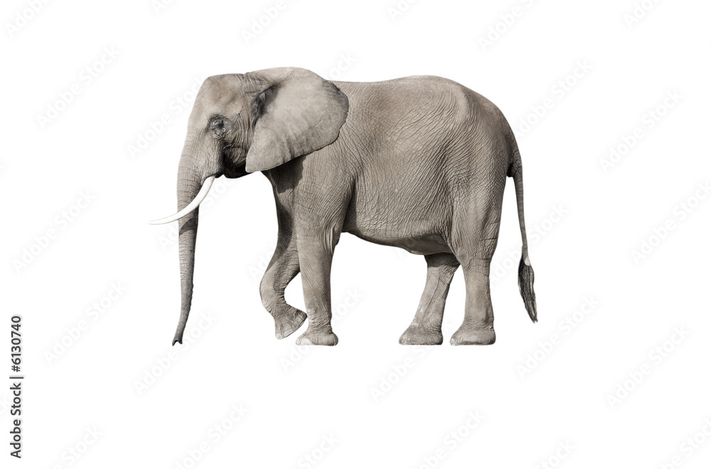 Obraz premium éléphant