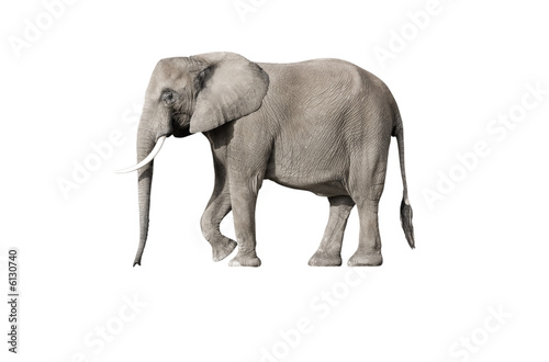   l  phant