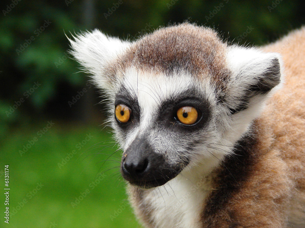 Fototapeta premium Katta_Lemur