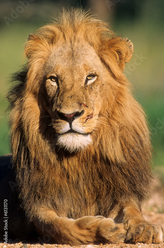 Yong lion in savanna of South Africa