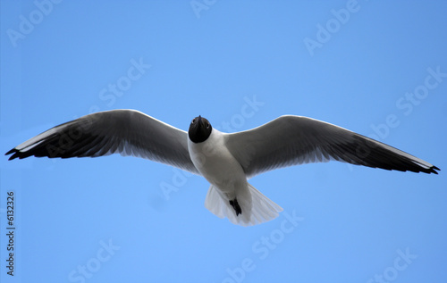 Gull in the air