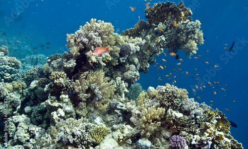 Fototapeta Naklejka Na Ścianę i Meble -  coral
