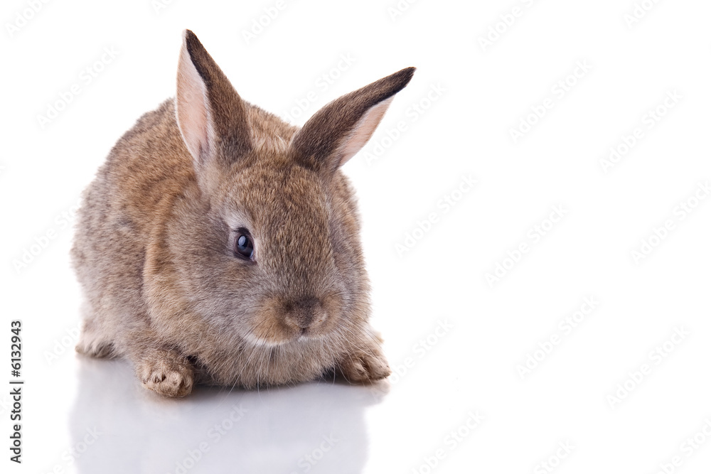 Obraz premium Cute bunny Isolated on white background.