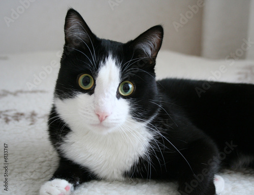 House cat, black; artful; well-groomed