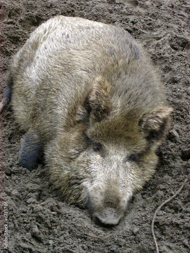 Wildschwein