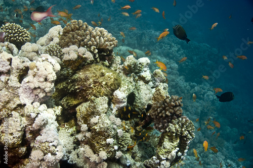 stonefish on coralhead (synanceia verrucosa)
