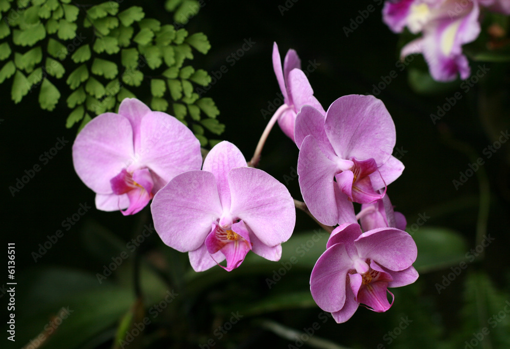 Orchids Orchids