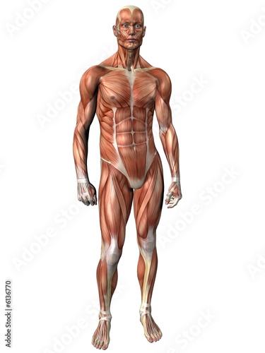 Muscle Man - Human Anatomy
