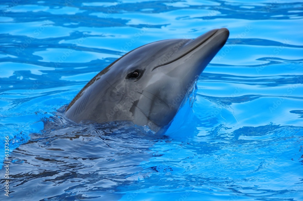 Fototapeta premium delphin