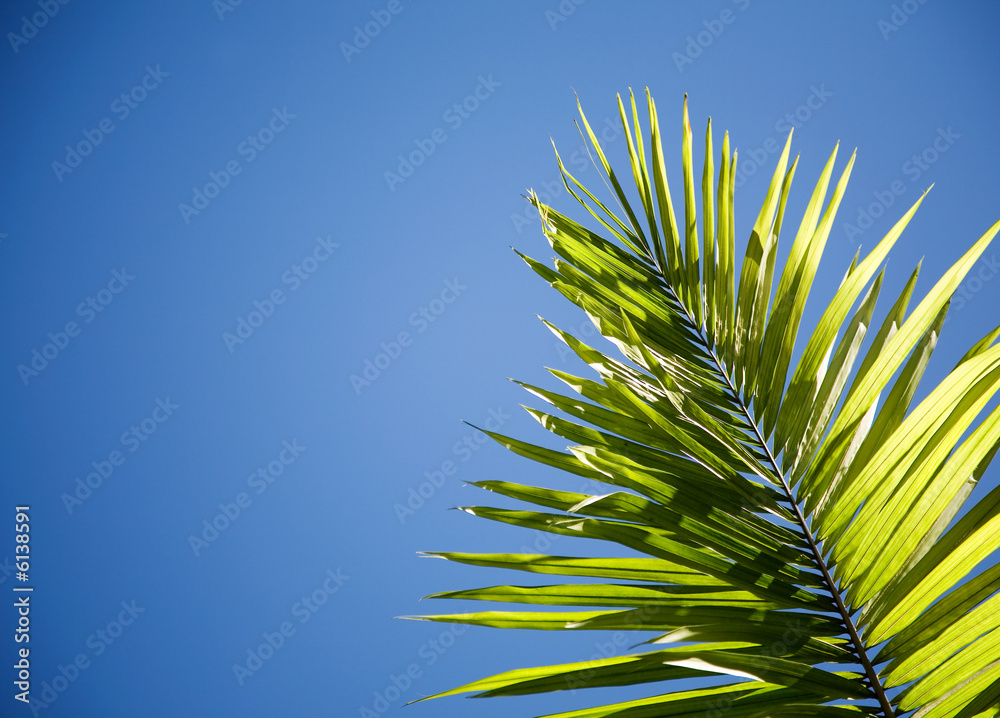Close up of palm tree in backlight