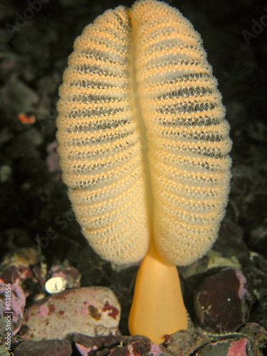 Orange Sea Pen