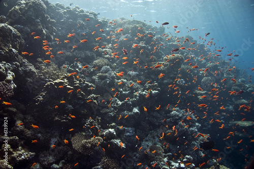 coral at Tiran © stephan kerkhofs