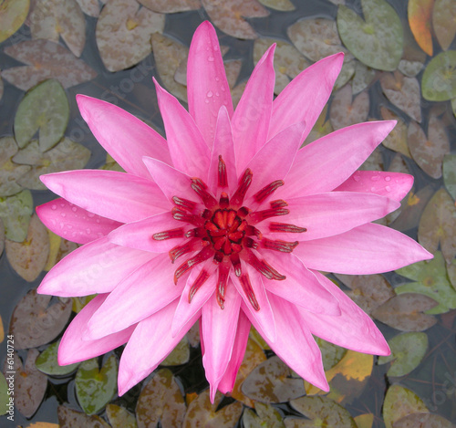Exotic Lotus