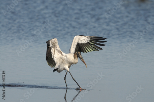 wood stork everglades