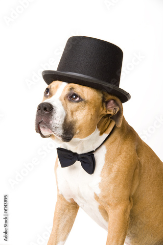 Staffordshire groom