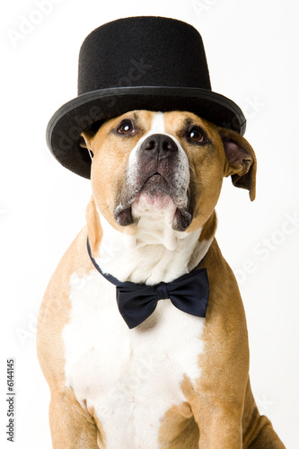 Staffordshire groom