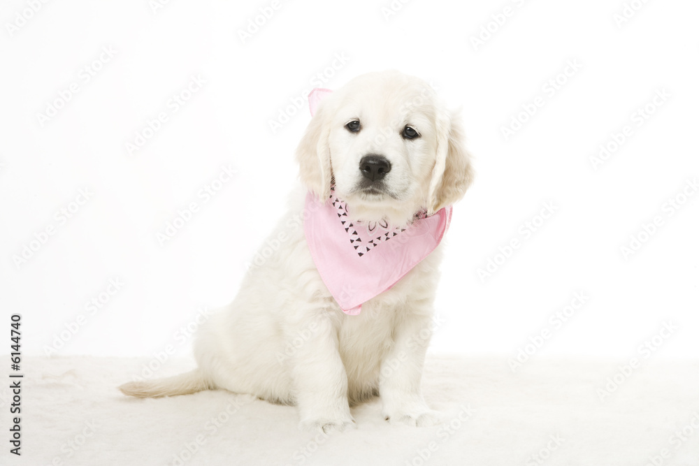 Obraz premium puppy 