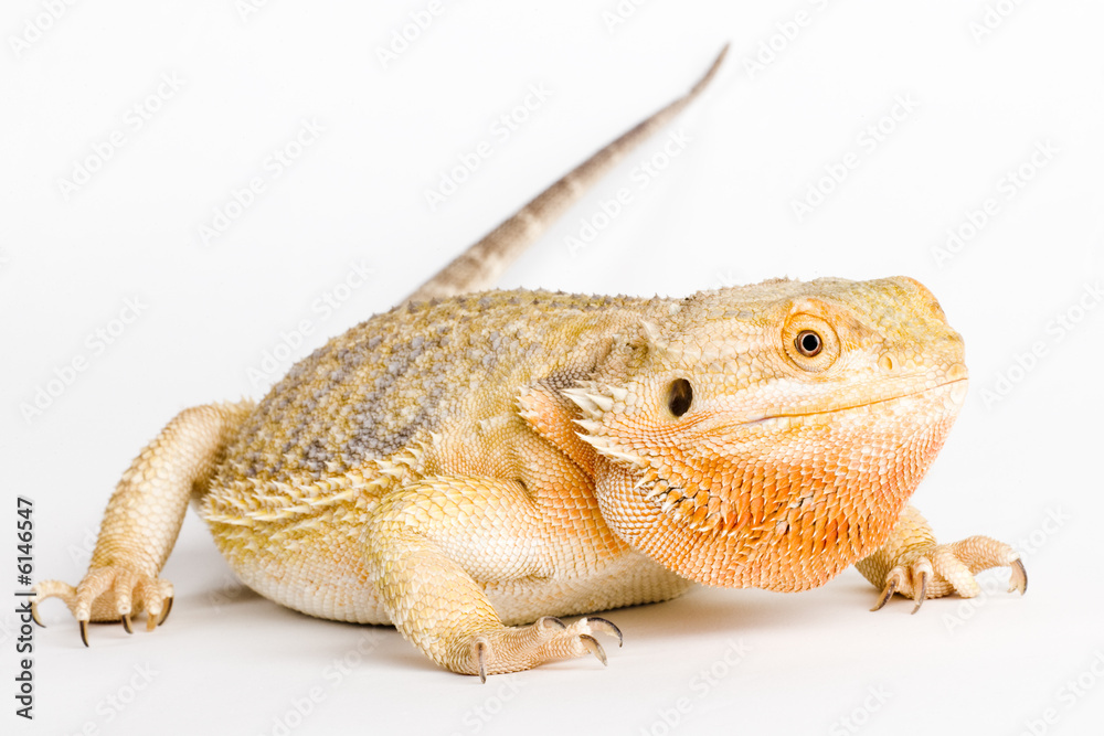 Obraz premium Beautifull Bearded Dragon