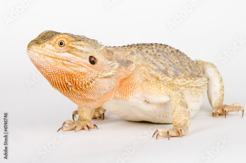 Bearded Dragon