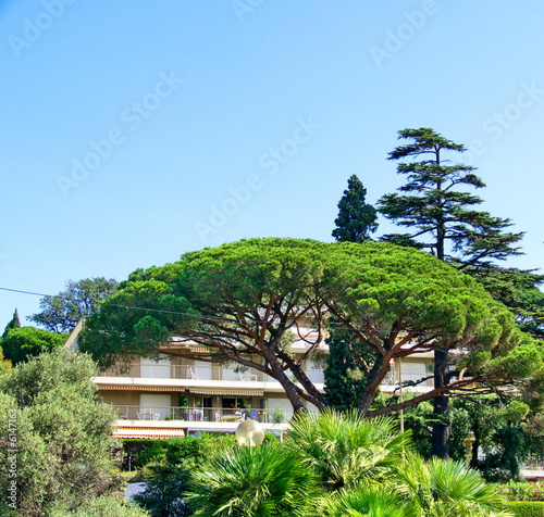 Cèdre devant une résidence de vacances à Cannes