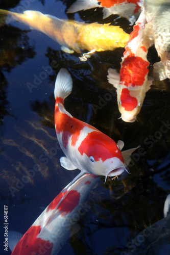 Koi carp 6