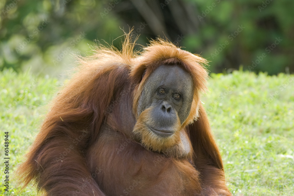 Obraz premium Close-up of a gorilla