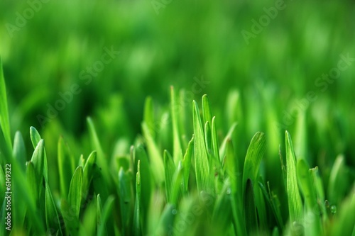 healthy grass