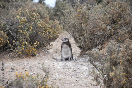 Penguin