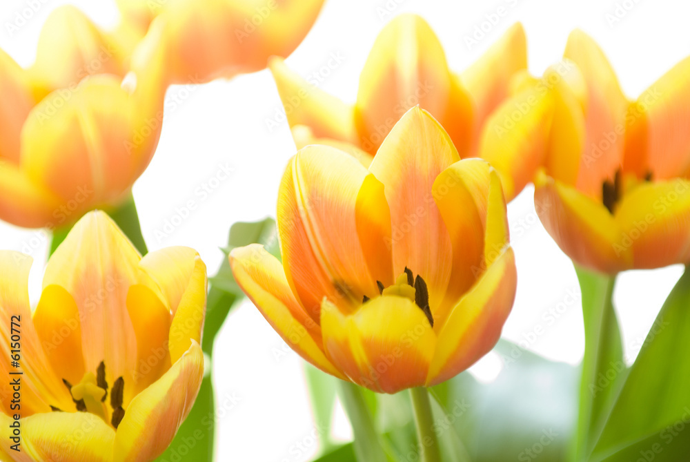 a tulip (Tulipa) a tulip (Tulipa)