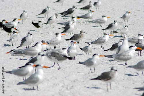 Several adult Royal Tern on the shore