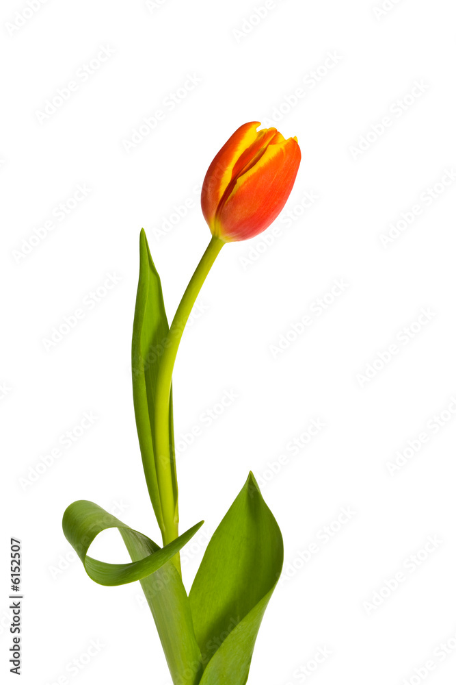 Obraz premium One Sexy Tulip