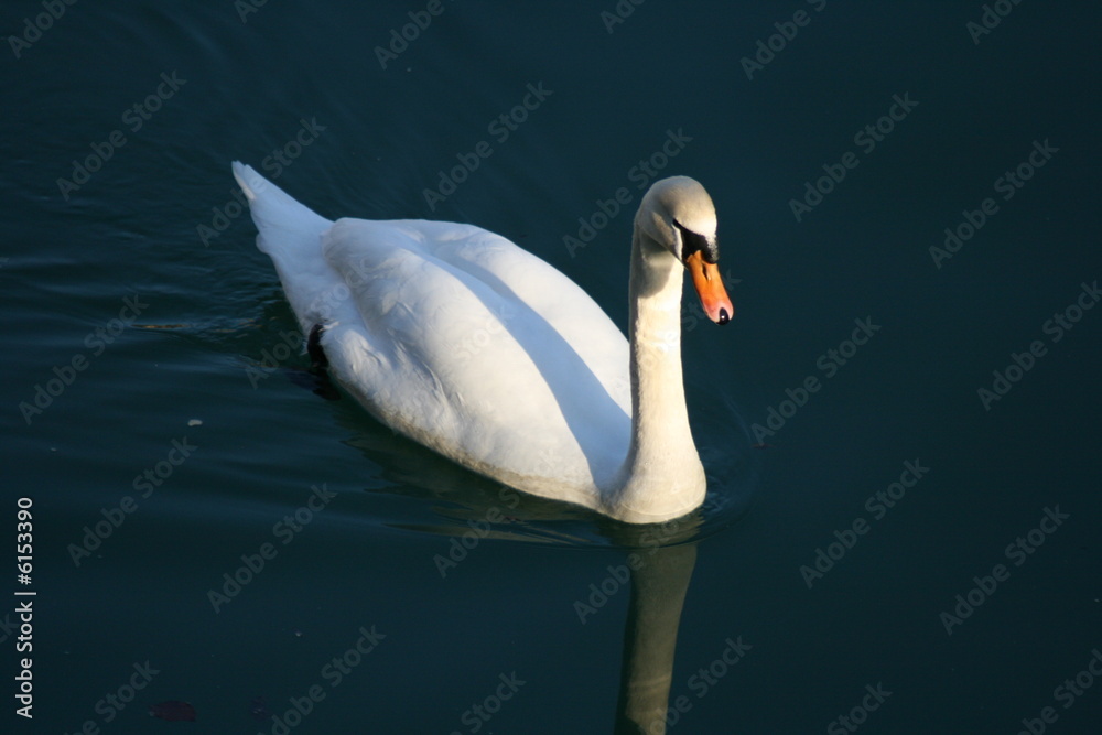 Obraz premium cygne 7